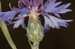 Cornflower <BR>Bachelor's button