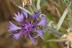 Cornflower <BR>Bachelor's button