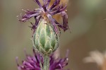 Cornflower <BR>Bachelor's button