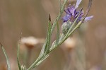 Cornflower <BR>Bachelor's button