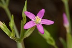 Branched centaury