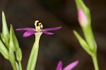 Branched centaury