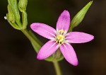 Branched centaury