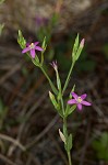 Branched centaury