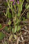 Branched centaury