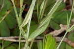 Branched centaury