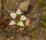 Centella