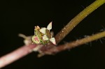 Centella