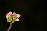 Centella