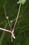 Centella