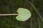 Centella