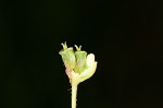 Centella