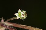 Centella