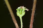 Centella