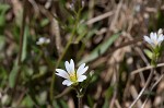 Doubtful chickweed