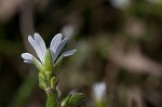 Doubtful chickweed