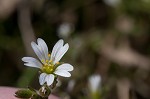 Doubtful chickweed