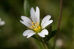 Doubtful chickweed