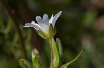 Doubtful chickweed