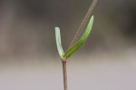 Doubtful chickweed