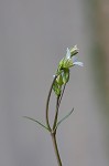 Doubtful chickweed