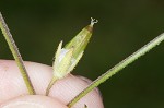 Doubtful chickweed