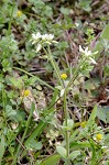 Sticky chickweed