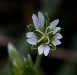 Sticky chickweed