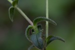 Sticky chickweed