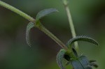 Sticky chickweed