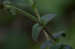 Sticky chickweed