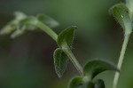 Sticky chickweed