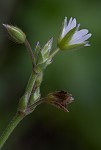 Sticky chickweed