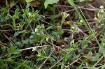 Sticky chickweed