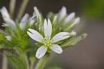 Sticky chickweed