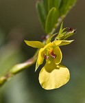 Sensitive partridge pea