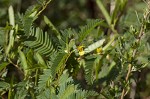 Sensitive partridge pea