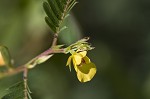 Sensitive partridge pea