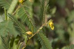 Sensitive partridge pea