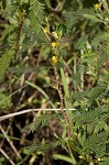 Sensitive partridge pea