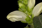 White turtlehead