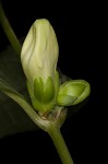 White turtlehead