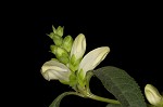 White turtlehead