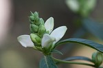 White turtlehead