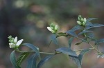 White turtlehead