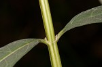 White turtlehead