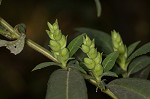 White turtlehead