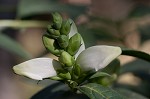 White turtlehead