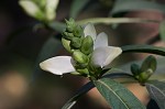 White turtlehead