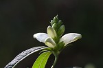 White turtlehead